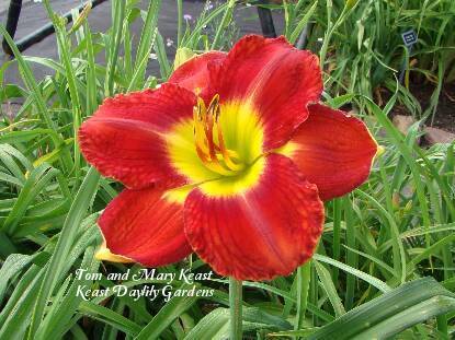 Photo of Daylily (Hemerocallis 'Passion for Red') uploaded by Joy