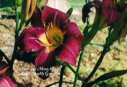 Photo of Daylily (Hemerocallis 'Mountain Violet') uploaded by Joy