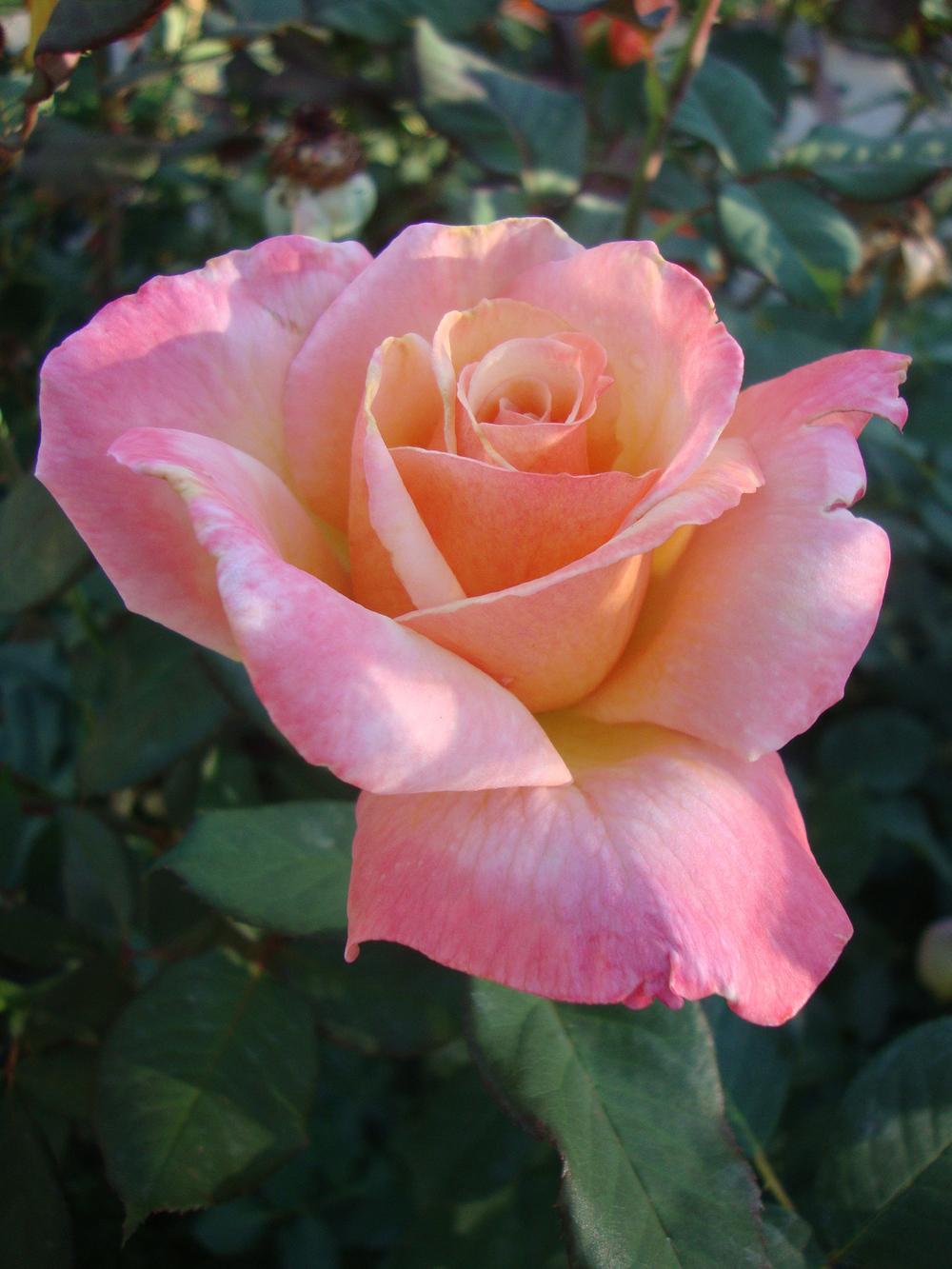 Photo of Rose (Rosa 'Tahitian Sunset') uploaded by Paul2032