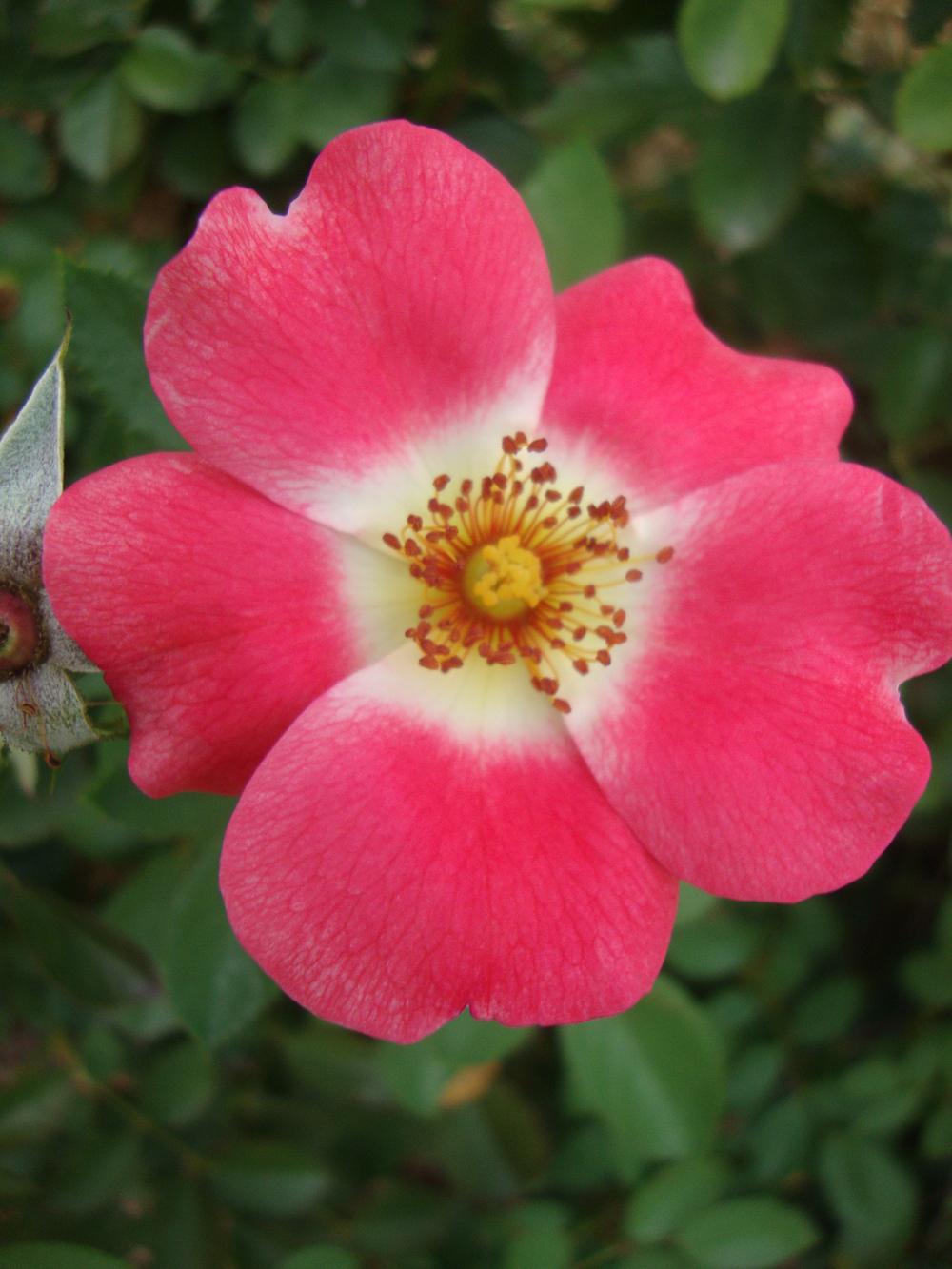 Photo of Rose (Rosa 'Pink Knock Out') uploaded by Paul2032