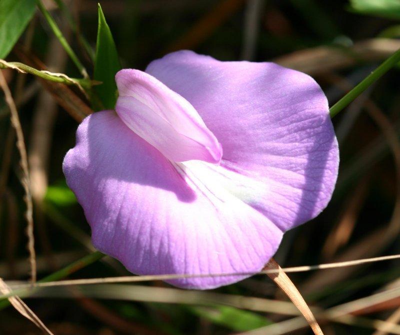 Photo of Spurred Butterfly Pea (Centrosema virginianum) uploaded by flaflwrgrl