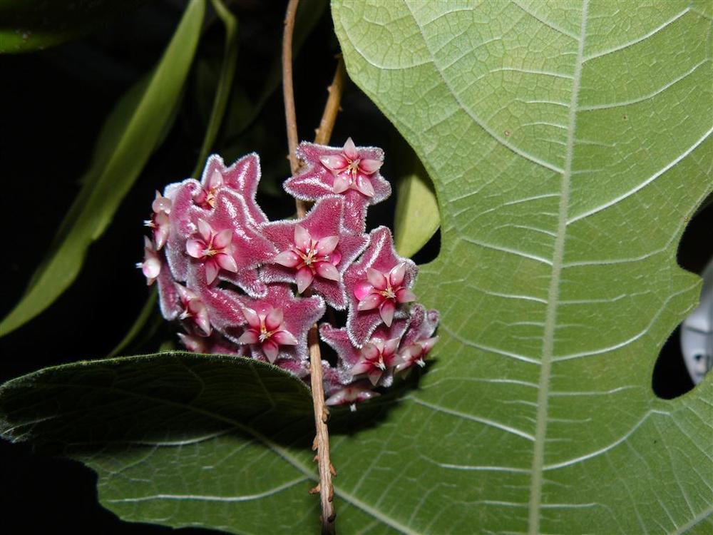 Photo of Wax Plant (Hoya pubicalyx 'Royal Hawaiian Purple') uploaded by threegardeners