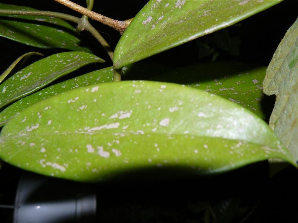 Photo of Wax Plant (Hoya pubicalyx 'Royal Hawaiian Purple') uploaded by threegardeners