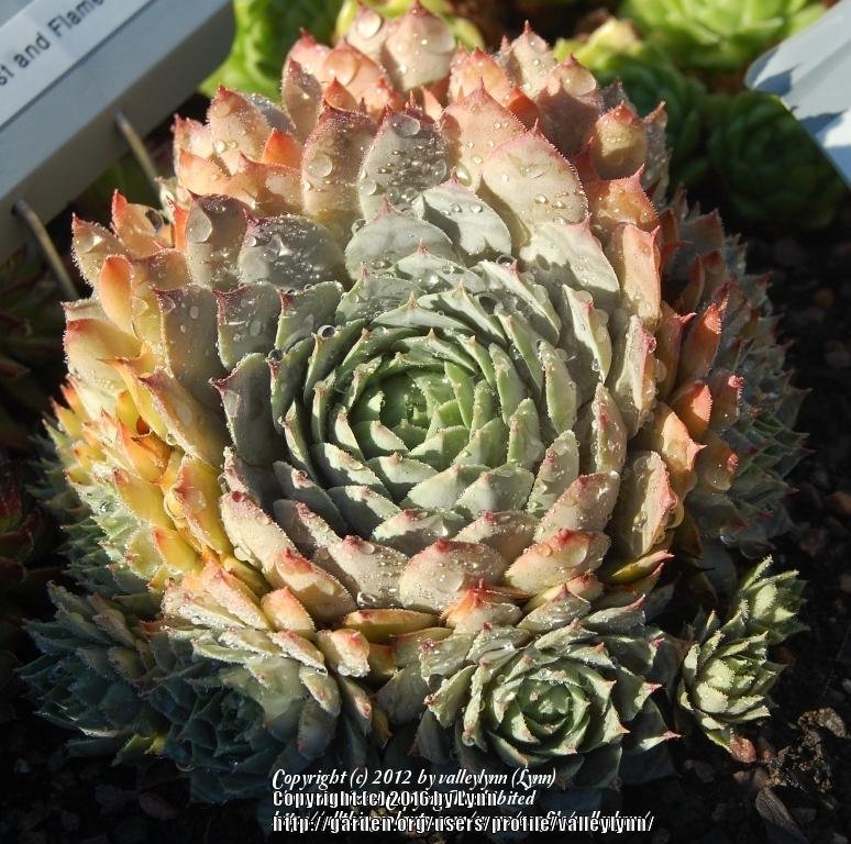 Photo of Hen and Chicks (Sempervivum 'Frost and Flame') uploaded by valleylynn