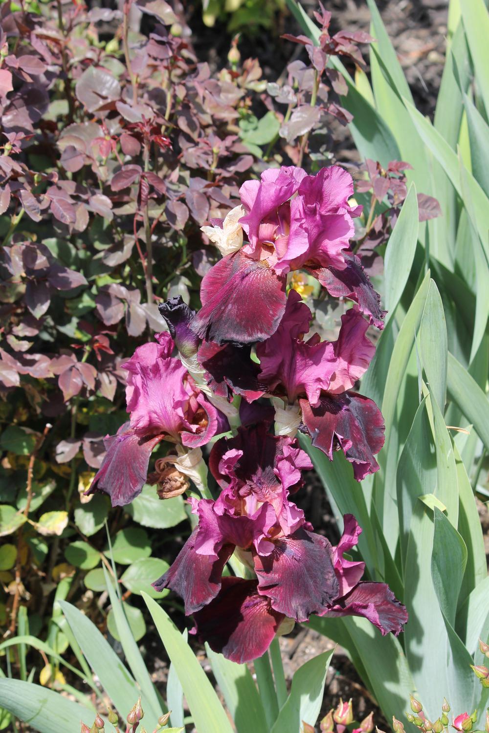 Photo of Tall Bearded Iris (Iris 'Company Red') uploaded by ARUBA1334