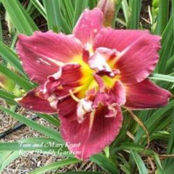 
Photo Courtesy of Keast Daylily Gardens. Used with Permission.