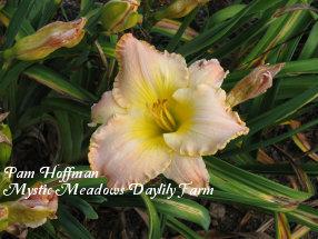Photo of Daylily (Hemerocallis 'Mystic Sphere') uploaded by Joy