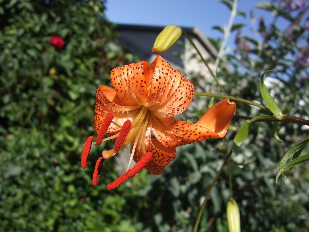 Photo of Lily (Lilium davidii var. willmottiae) uploaded by mnorberry