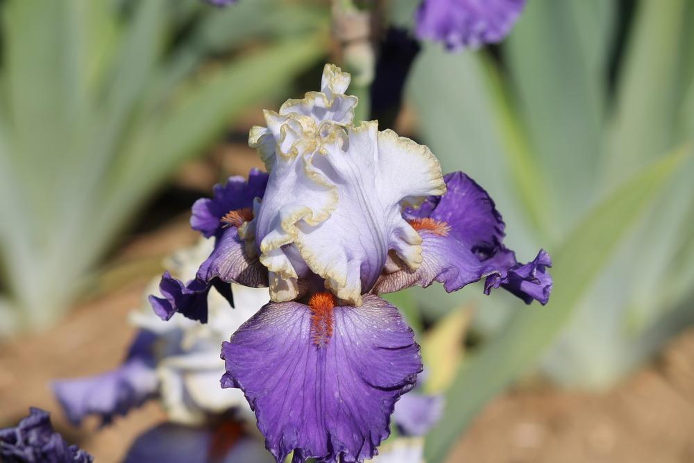 Photo of Tall Bearded Iris (Iris 'Grecian Sea') uploaded by ARUBA1334