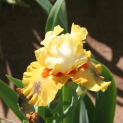 Location: Superstition Garden In California
Date: 2012-04-29