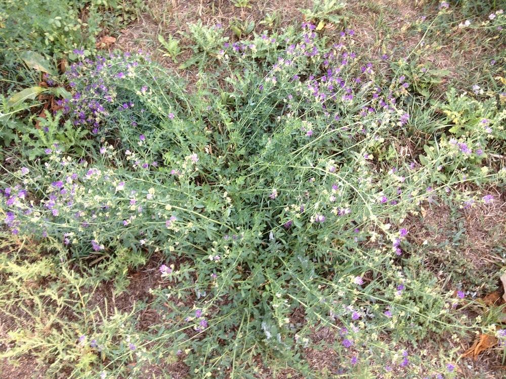 Photo of Wild Alfalfa (Psoralea tenuiflora) uploaded by Skiekitty