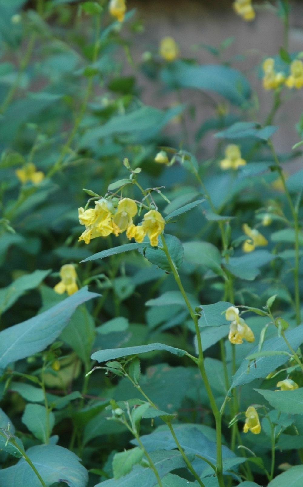 Photo of Pale Jewelweed (Impatiens pallida) uploaded by crittergarden
