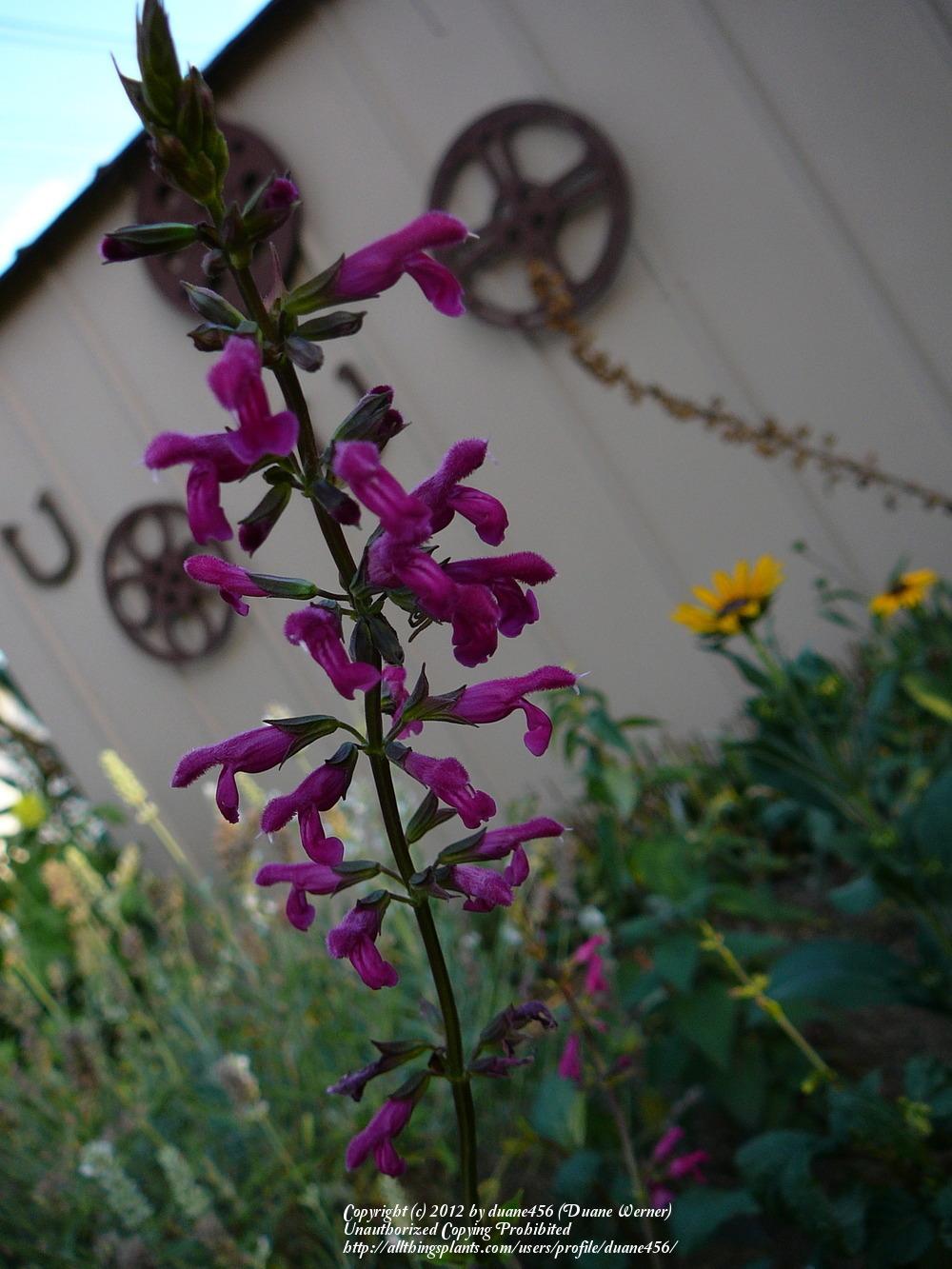 Photo of Chiapas Sage (Salvia chiapensis) uploaded by duane456
