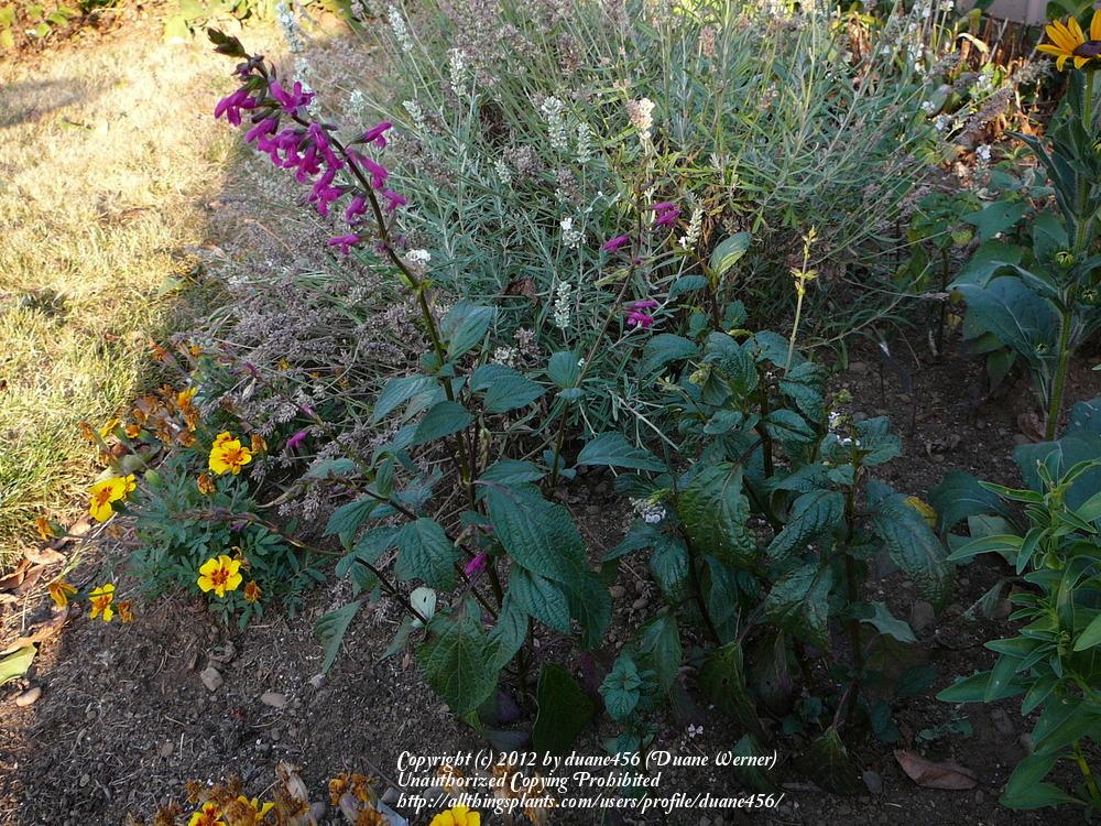 Photo of Chiapas Sage (Salvia chiapensis) uploaded by duane456