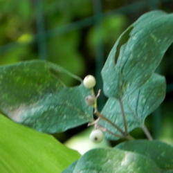 Location: Butterfly garden
Date: 2012-09-11
Berries & Leaves of Roughleaf Dogwood