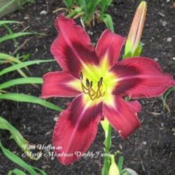 
Photo Courtesy of Mystic Meadows Daylily Farm. Used with Permissi