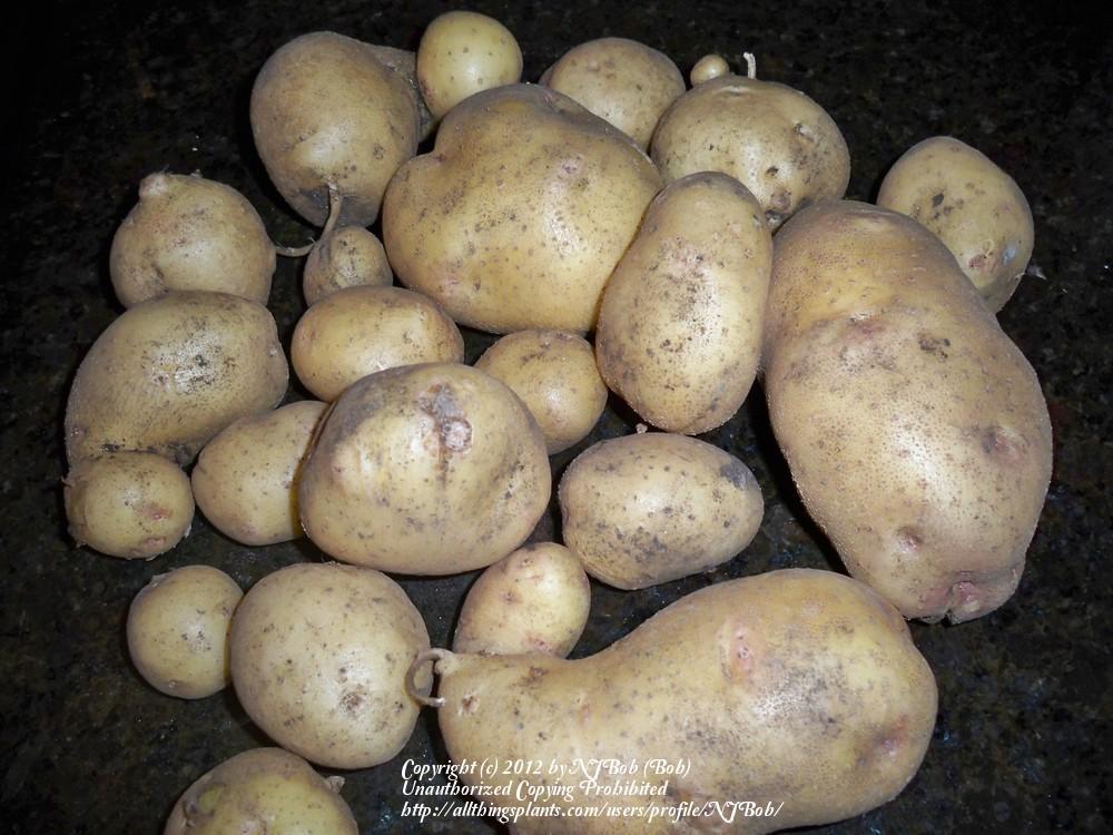 Photo of Potato (Solanum tuberosum 'Yukon Gold') uploaded by NJBob