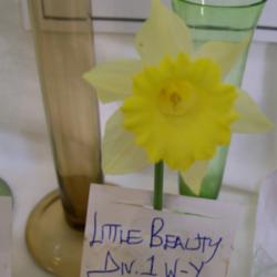 Location: All Saints Daffodil Show -Tasmania
Date: 15 SEPT
Little Beauty