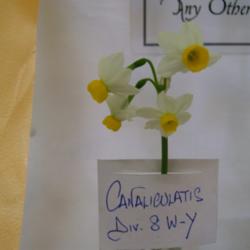 Location: All Saints Daffodil Show -Tasmania
Date: 15 Sept
Canaliculatus
