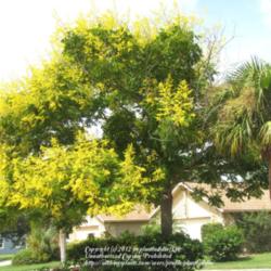 Location: Daytona Beach, Florida
Date: 2012-09-14 
Yellow! A tree in my front yard in full bloom today.