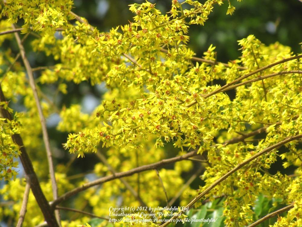 Photo of Golden Rain Tree (Koelreuteria elegans) uploaded by plantladylin