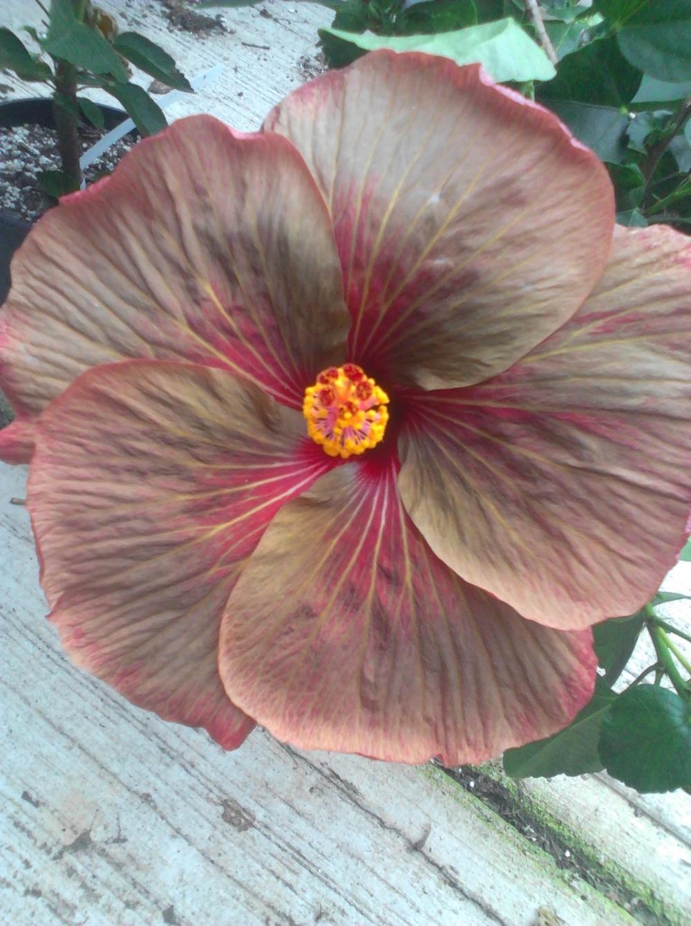 Photo of Tropical Hibiscus (Hibiscus rosa-sinensis 'Chocolate Delight') uploaded by stplong