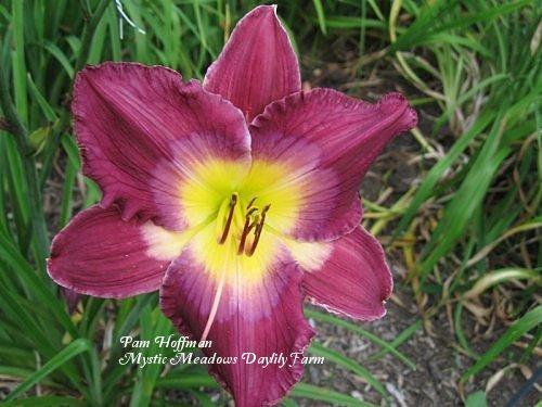 Photo of Daylily (Hemerocallis 'Purple Kaboom') uploaded by Joy