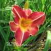 Photo Courtesy of Mystic Meadows Daylily Farm. Used with Permissi