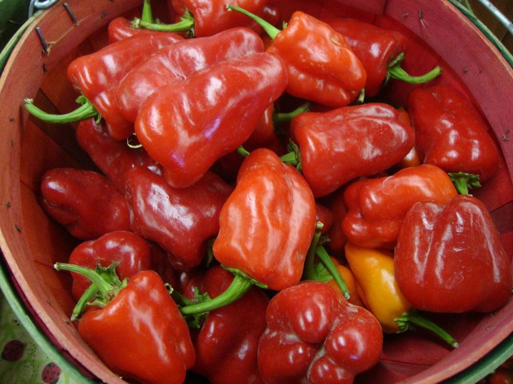 Photo of Bell Pepper (Capsicum annuum 'Baron') uploaded by Paul2032