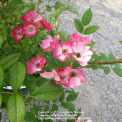 Location: At a nursery, Belgium
Date: 2012-09-15
It has a lovely scent!