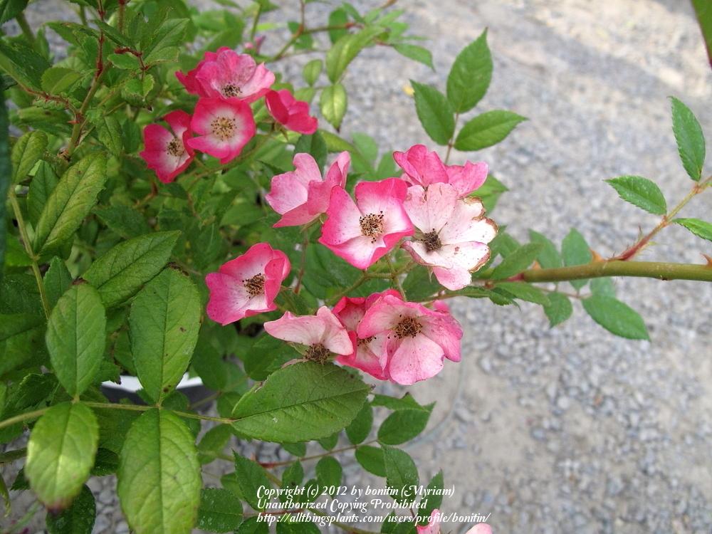 Photo of Rose (Rosa 'Mozart') uploaded by bonitin