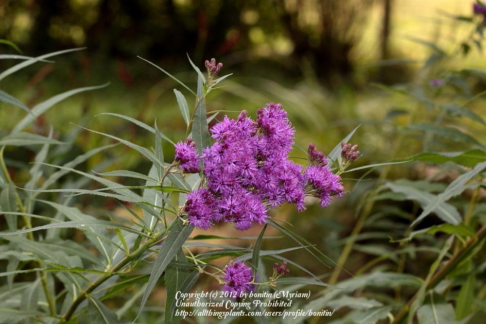 Photo of Smooth Ironweed (Vernonia fasciculata) uploaded by bonitin