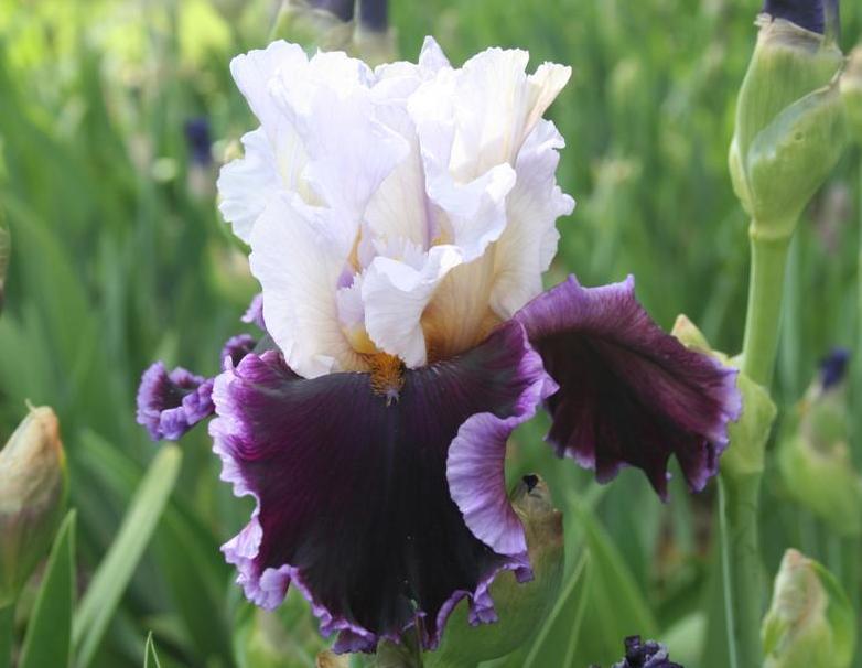 Photo of Tall Bearded Iris (Iris 'Enjoy the Party') uploaded by KentPfeiffer