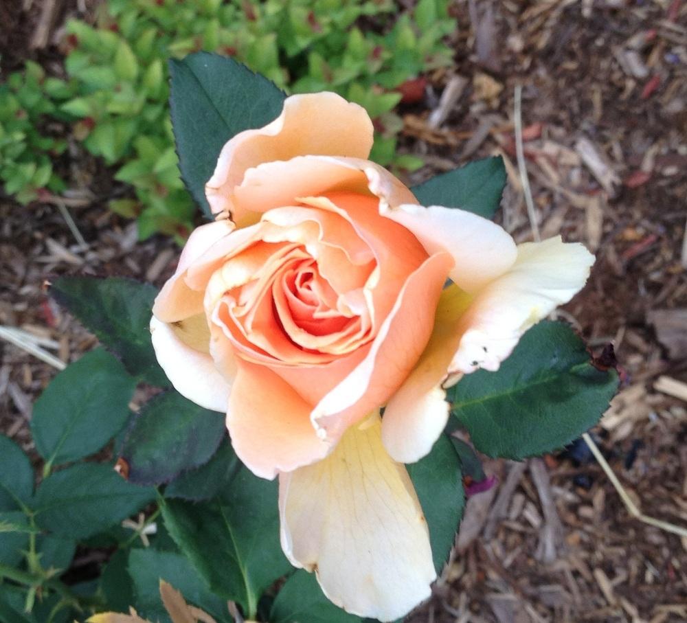 Photo of Rose (Rosa 'Brandy') uploaded by Skiekitty