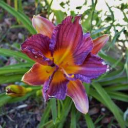 Location: northern california zone 8b
Date: 2012-09-17
FFO Purple de Oro with 4 sepals and 4 petals