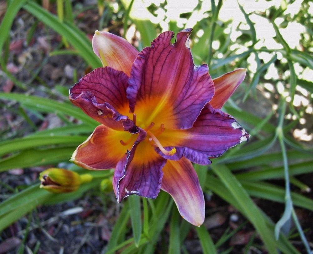 Photo of Daylily (Hemerocallis 'Purple De Oro') uploaded by chalyse