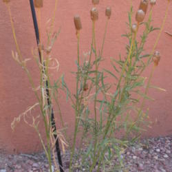 Location: At Manitou Cliff Dwellings, Manitou, Colorado
Date: 2012-08-03
Cylindrical seed heads.  Self-seeds readily.