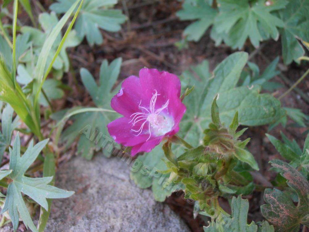 Photo of Winecup (Callirhoe involucrata) uploaded by BookerC1