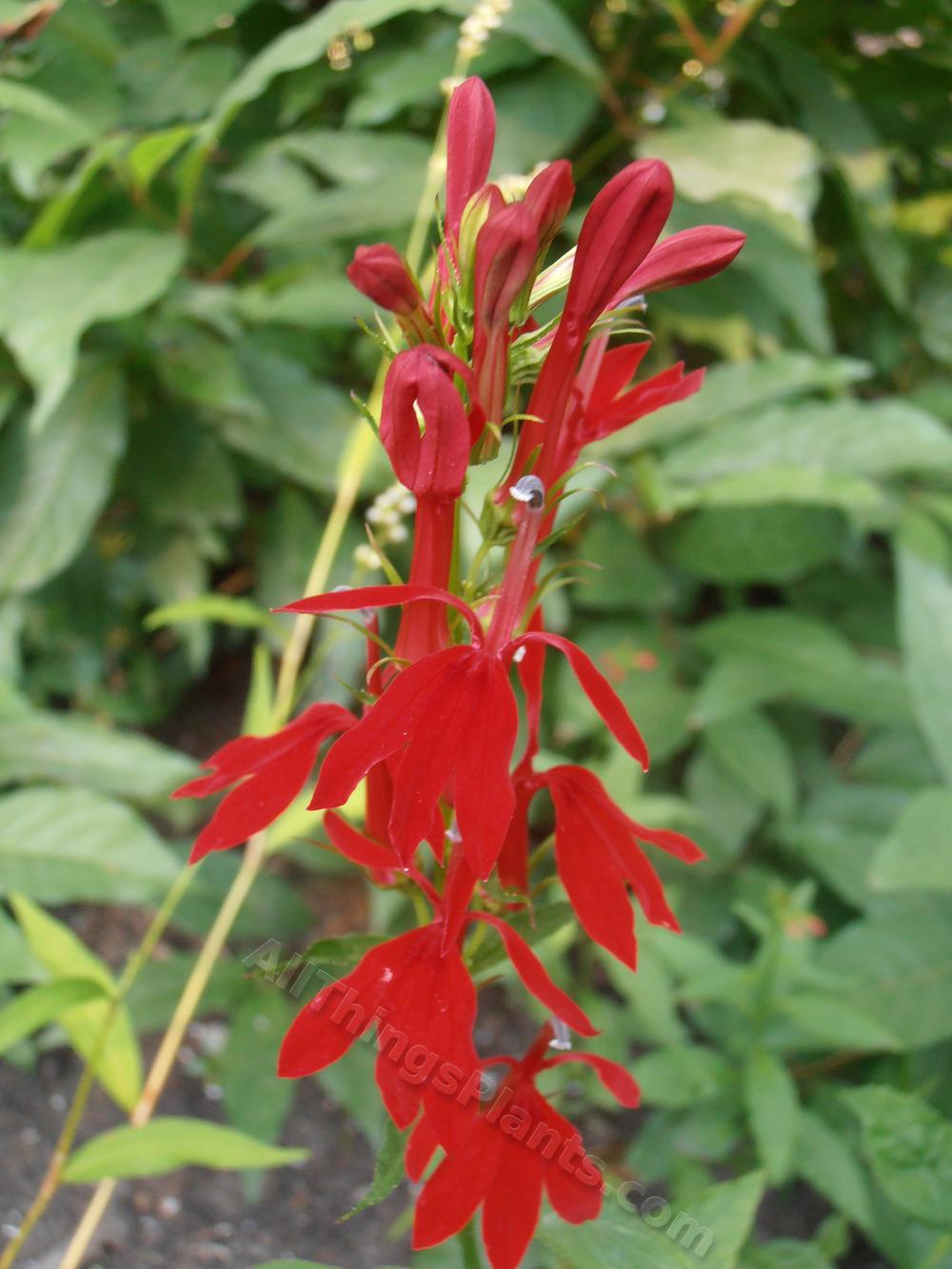 Photo of Cardinal Flower (Lobelia cardinalis) uploaded by BookerC1