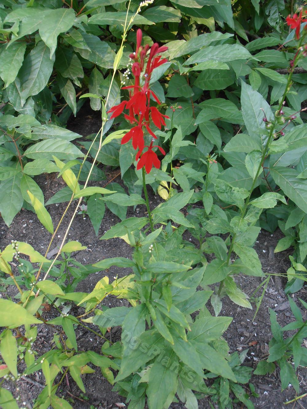 Photo of Cardinal Flower (Lobelia cardinalis) uploaded by BookerC1