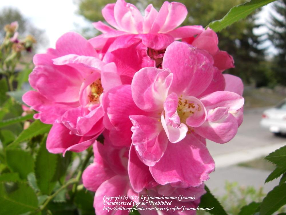 Photo of Rose (Rosa 'William Baffin') uploaded by Joannabanana