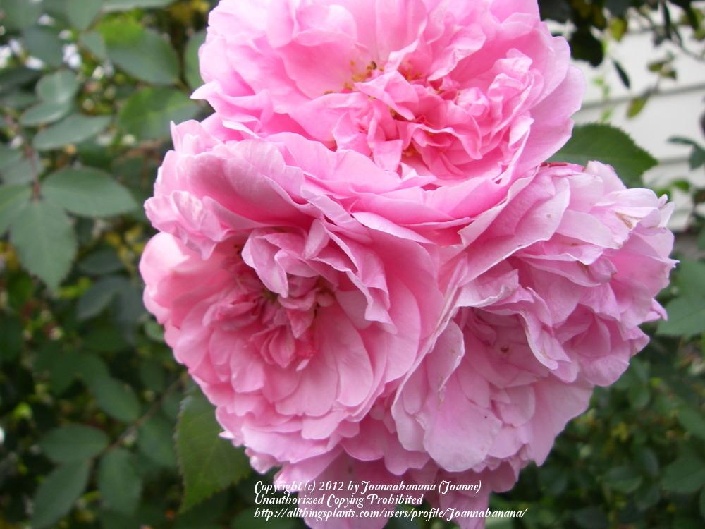 Photo of Rose (Rosa 'John Davis') uploaded by Joannabanana