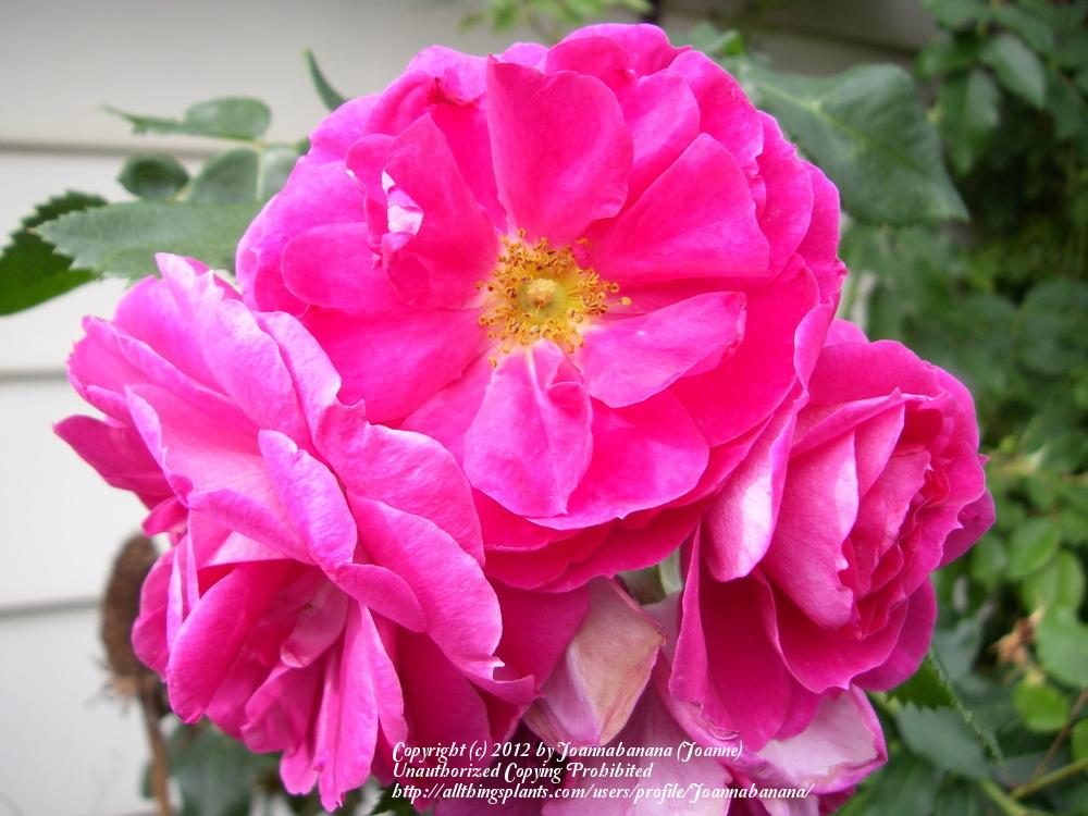 Photo of Rose (Rosa 'John Cabot') uploaded by Joannabanana