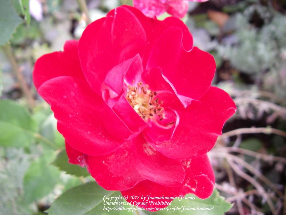 Photo of Rose (Rosa 'Champlain') uploaded by Joannabanana