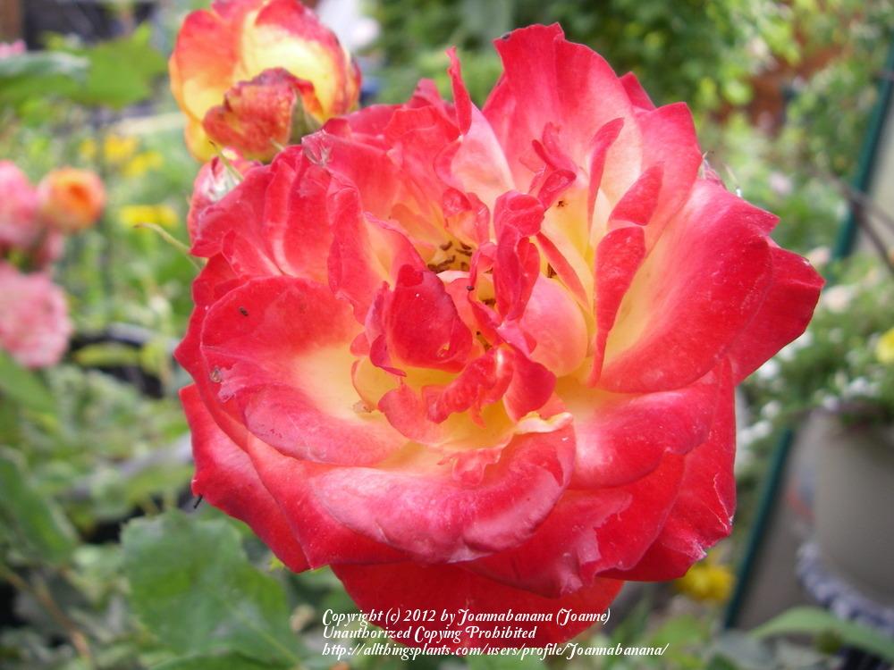 Photo of Rose (Rosa 'Pinata') uploaded by Joannabanana