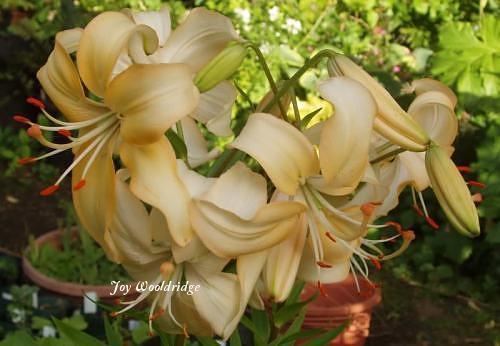 Photo of Asiatic Lily (Lilium 'Doeskin') uploaded by Joy