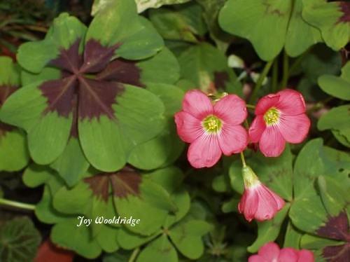 Photo of Good Luck Plant (Oxalis tetraphylla 'Iron Cross') uploaded by Joy