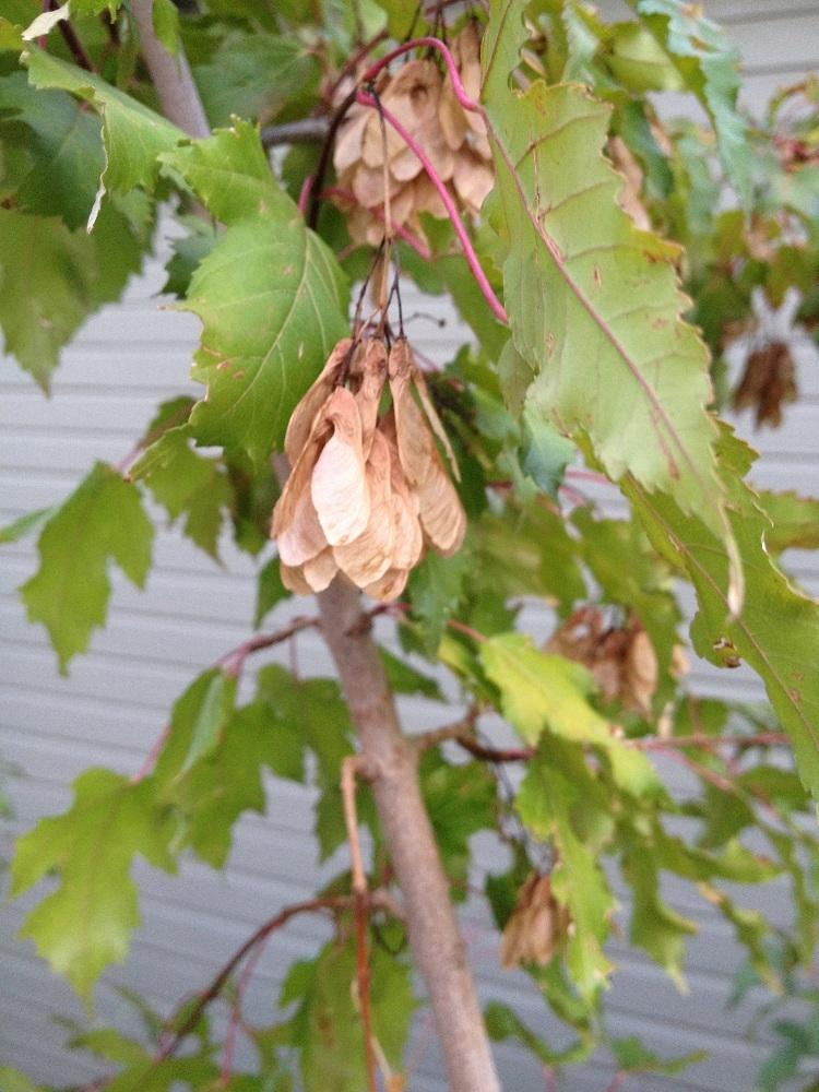 Photo of Amur Maple (Acer tataricum subsp. ginnala) uploaded by Skiekitty