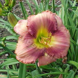 Location: Hybridizer's Garden, Gates Mills, OH
Date: 1999 - cameras have improved since then!
© Shagbark Daylilies