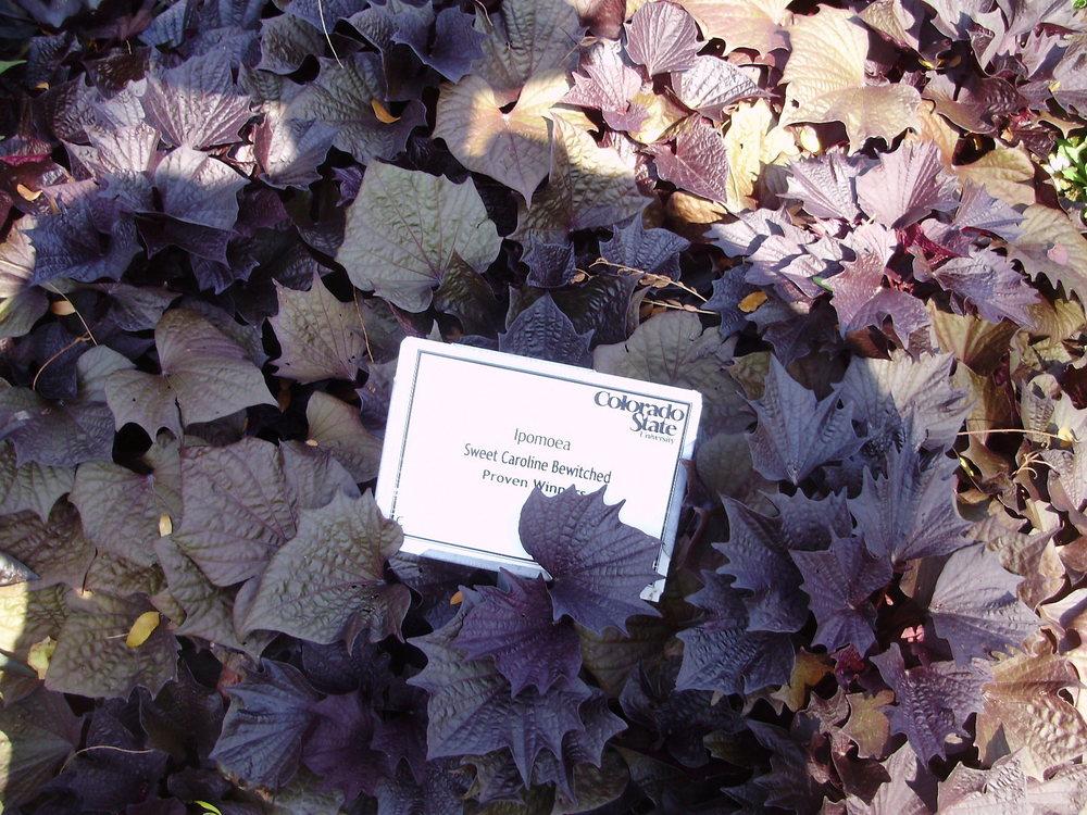 Photo of Sweet Potato Vine (Ipomoea batatas Sweet Caroline Bewitched) uploaded by CDsSister